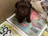 Én tilbage!! Bichon havanais/maltipoo - 2