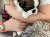 Shih tzu hvalpe  - 5