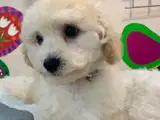 Maltipoo babyer er rejse klar nu  - 4