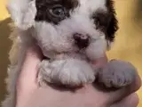 Lagotto hvalpe -doodle - 2