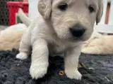Golden retriever hvalpe  - 4