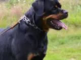 Rottweiler hvalpe - 2