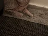 12 månders kat 75% British shorthair renlige g tam
