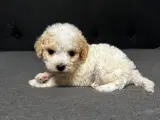 Cavapoo hvalpe  - 2