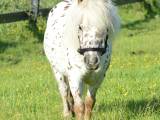 Mowgli -Mini Appaloosa - 2