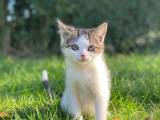 Kattekilling 