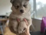 Finske Lapphundehvalpe søger nye, kærlige hjem - 2