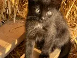 Kattekillinger