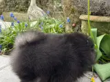 Sød & Smuk Pomeranian Pige - 4