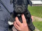 Engelsk staffordshire bullterrier 