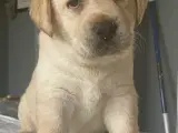 Labrador hvalpe med DKK-stamtavle