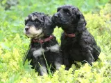 cockerdoodle, cockerpoo, doodle - 2