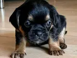 Hundehvalp, Petit Griffon - 5