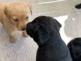 Hundehvalpe sælges - 2