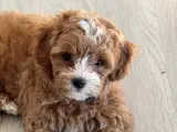 Maltipoo   - 2