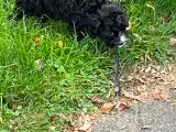 Cavapoo