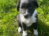 Border Collie hvalp - 5
