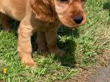 Engelsk cocker spaniel - 3