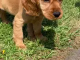 Engelsk cocker spaniel - 3