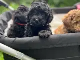 Maltipoo pige - 4