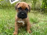 Cane Corso/Douge de Bordeaux  - 2