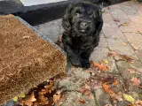 Lækre Labradoodler - 3