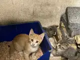 Kattekillinger