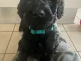 Cockapoo  - 2