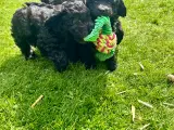 Cavapoo-hvalpe 4 tilbage - 3