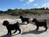 Rejseklar Mini labradoodler - 4