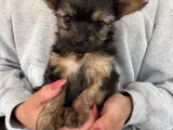 Yorkshire terrier/Chihuahua - 3