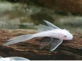 L144 ancistrus longfin snowwhite 