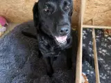 Labrador Formel 1 - 4