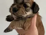 Bichon Havanais hvalpe. 2 tæver og 6 hanner - 4