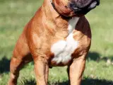 Staffordshire Bull Terrier