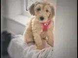Goldendoodle F1bb-mini hvalpe - født 4. juli 2025 - 5