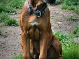 Hvalpe Rhodesian Ridgeback  - 2