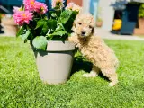  Smukke mini Goldendoodle, doodle hvalpe - 5