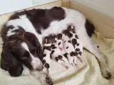 FT Springer Spaniel hvalpe  - 3