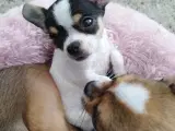 Chihuahua tæve hvalp