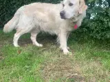Golden Retriever HVALPE - klar til efterårsferien  - 5