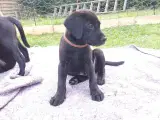 Labrador formel 1 