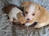 Blanding pomranien, gårdhund og russia toy