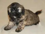 Lhasa Apso hvalpe - 4