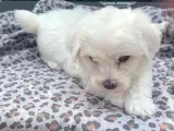DKK Coton de Tulear Hvalpe - 5