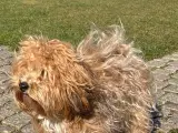 Parring Bichon havanaiser - 4