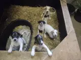 Dansk svensk gårdhund.