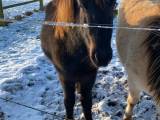 Hingst til stævner/hygge/avl