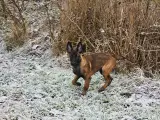 Belgisk Malinois hvalpe til salg  - 3