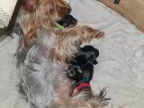 Drenge Yorkshire Terrier - 3